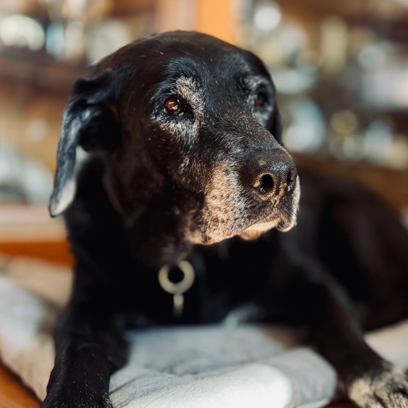 Do Senior Dogs Need Supplements? What to Look for as They Age